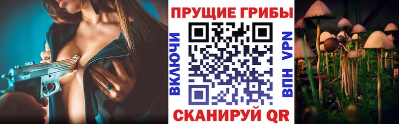 Галлюциногенные грибы Psilocybe  Рыльск 